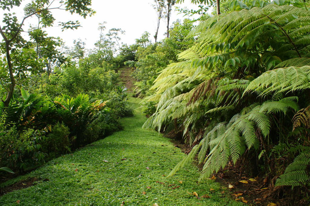 Arenal Waterfall Lodge Eksteriør bilde
